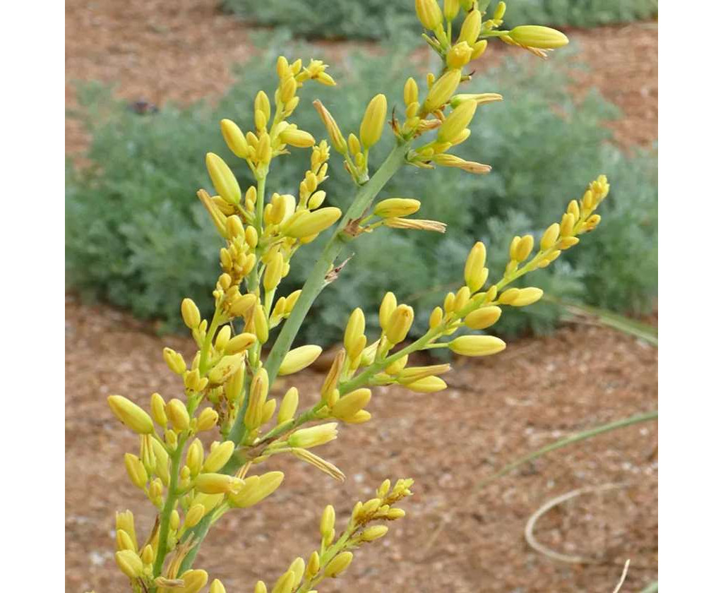 ХЕСПЕРОАЛОЕ ПАРВІФЛОРА ЙЕЛЛОУ